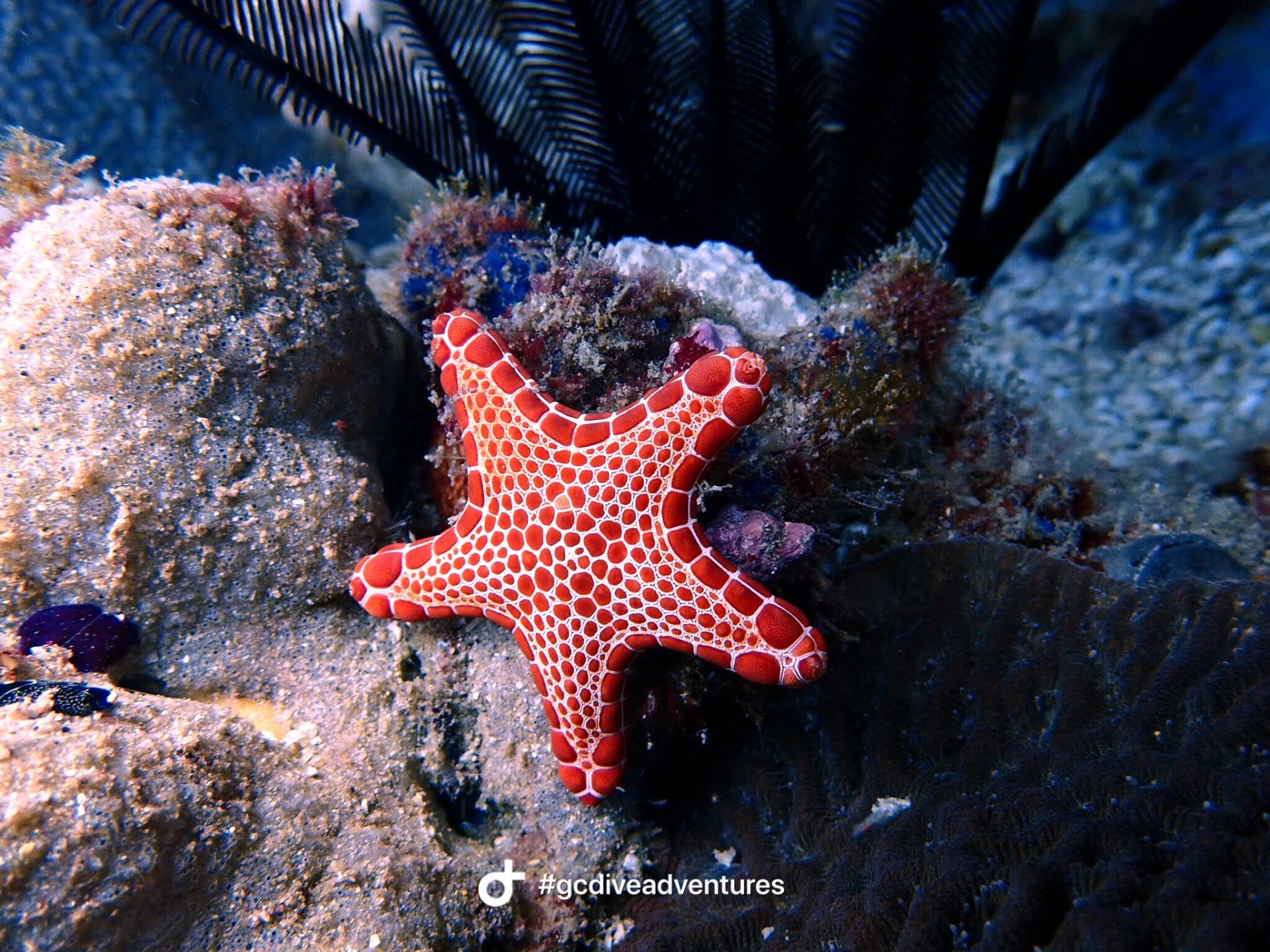 Migaloo Reef Diving