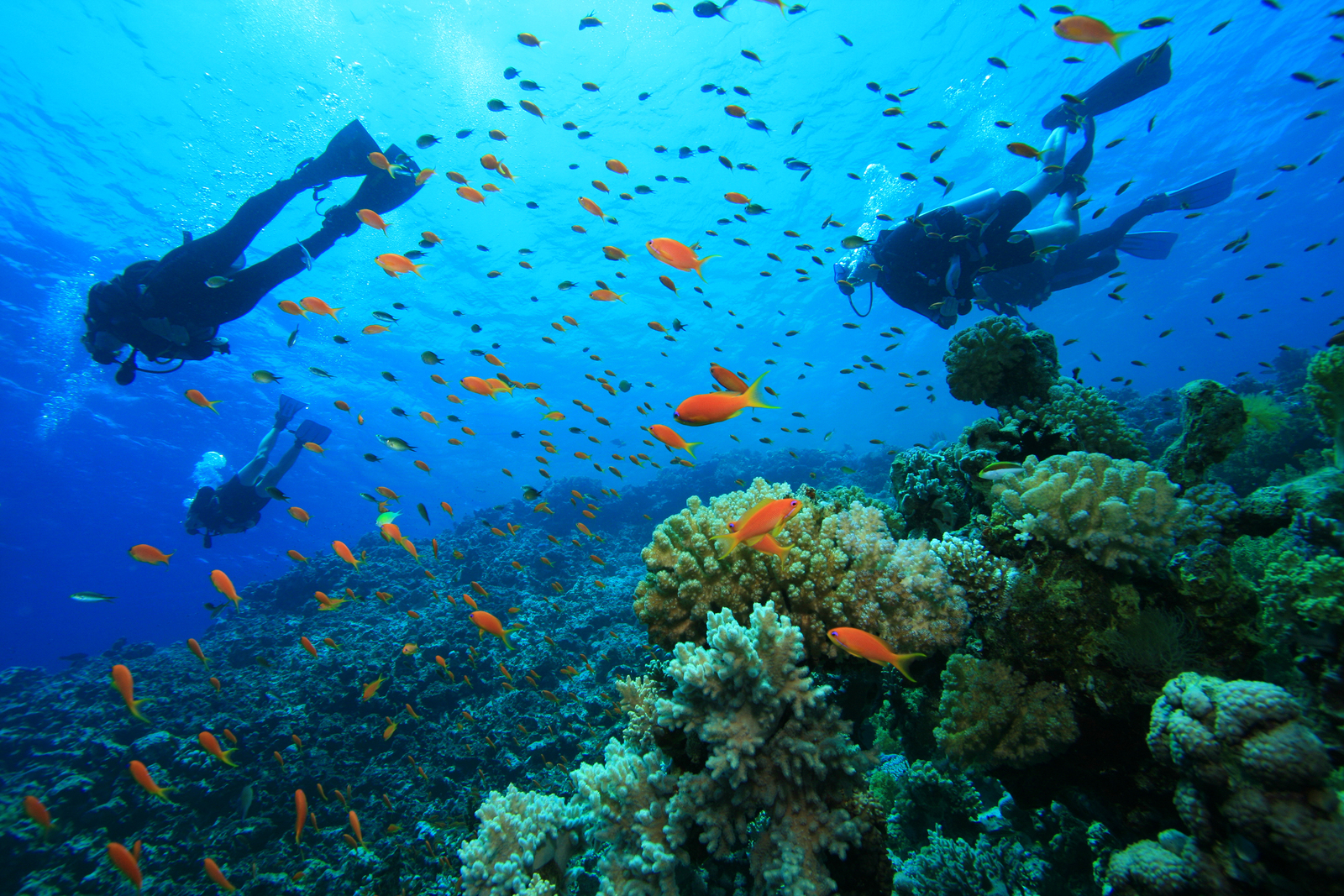 Scuba Australia Facts | Dive Adventures
