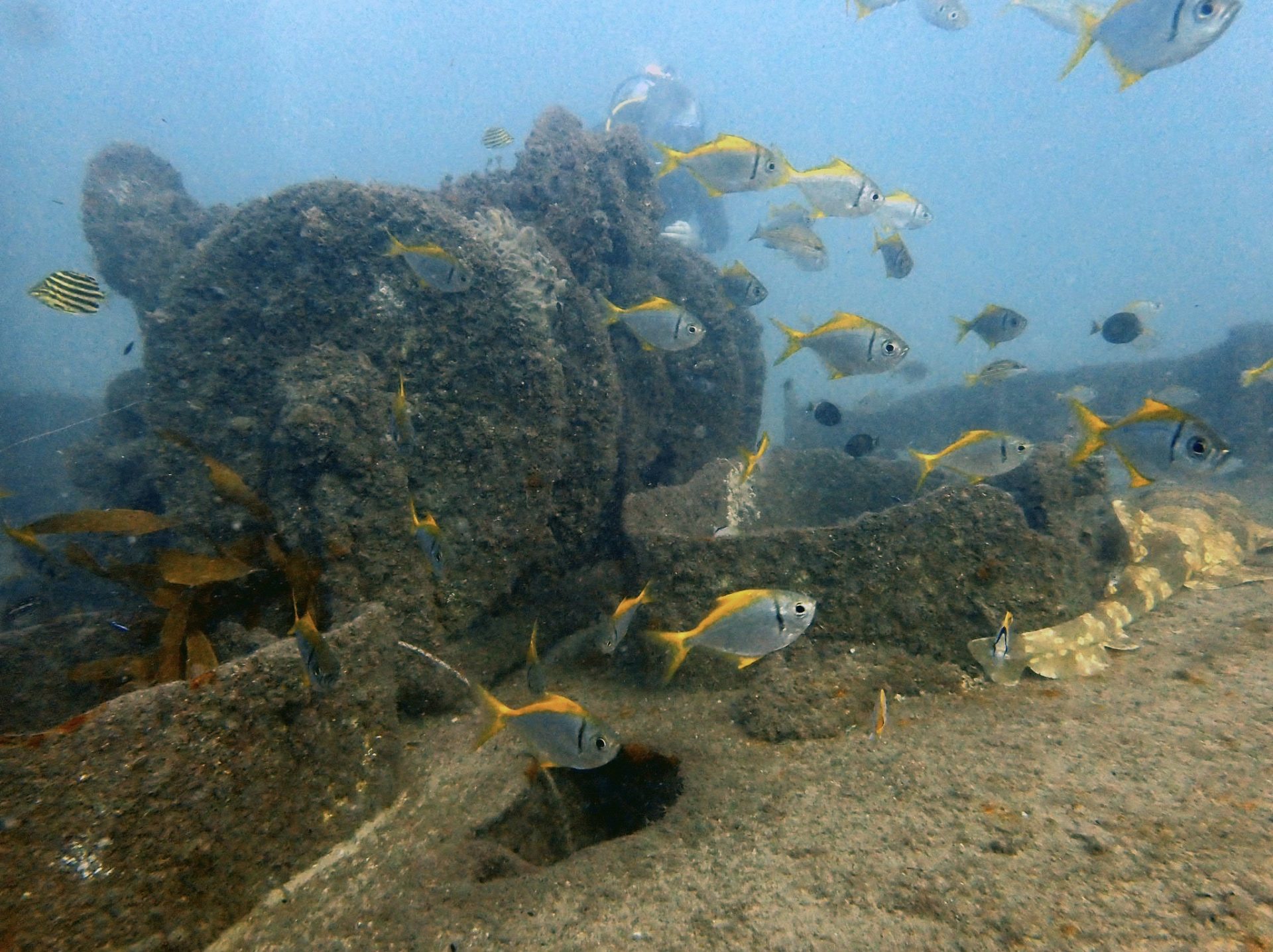 Aquarian Shipwreck Gold Coast