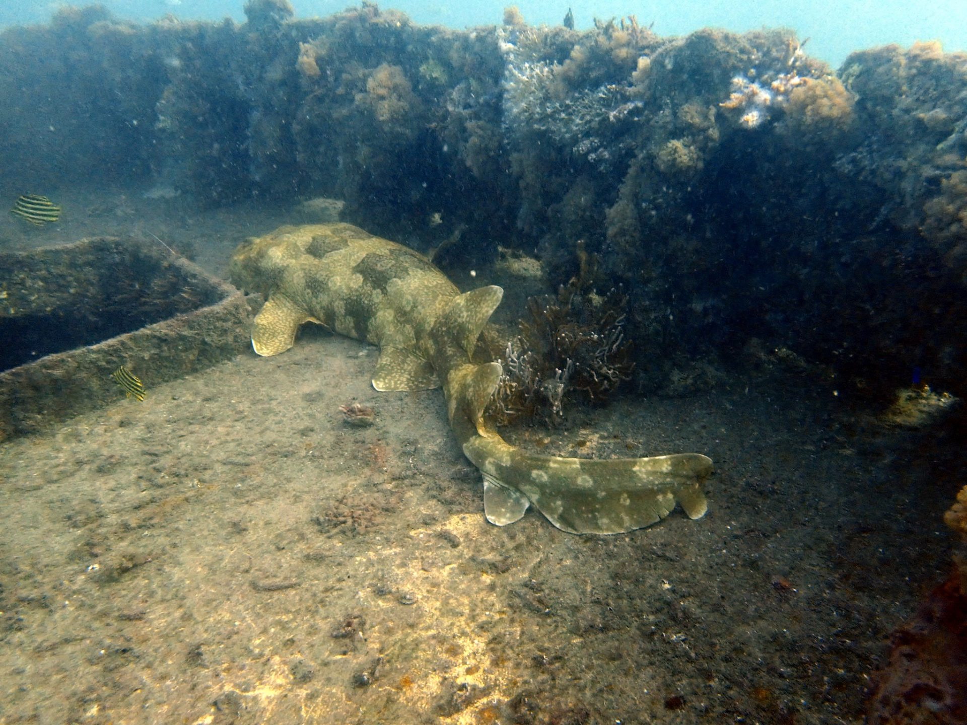 Aquarian Ship Wreck Gold Coast