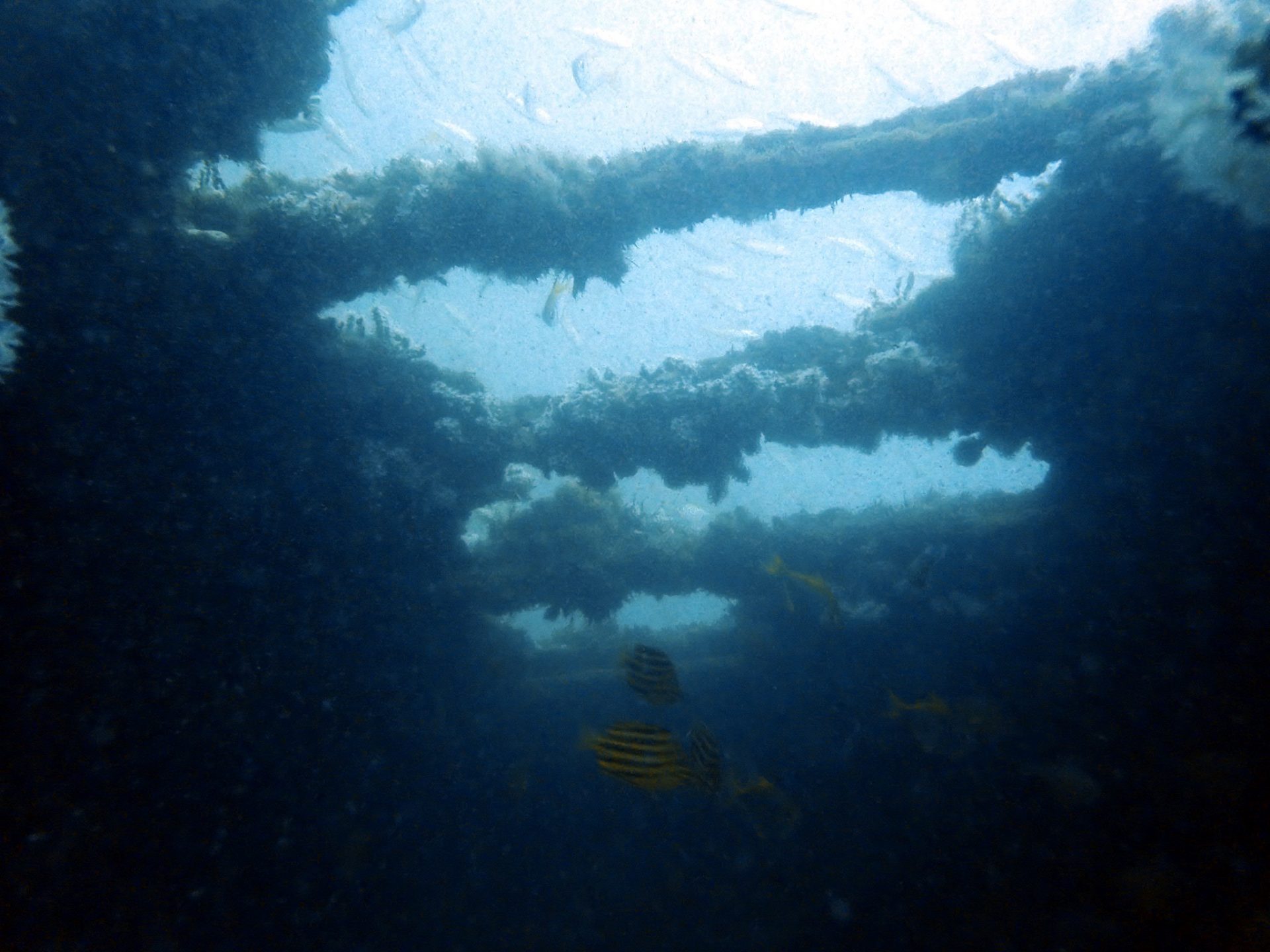 Sea Dragon – Dragin 2 Shipwreck