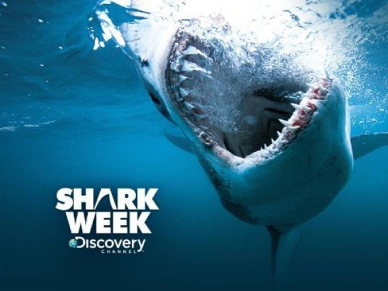 Shark Week Sensationalism Or Science Gold Coast Dive Adventures