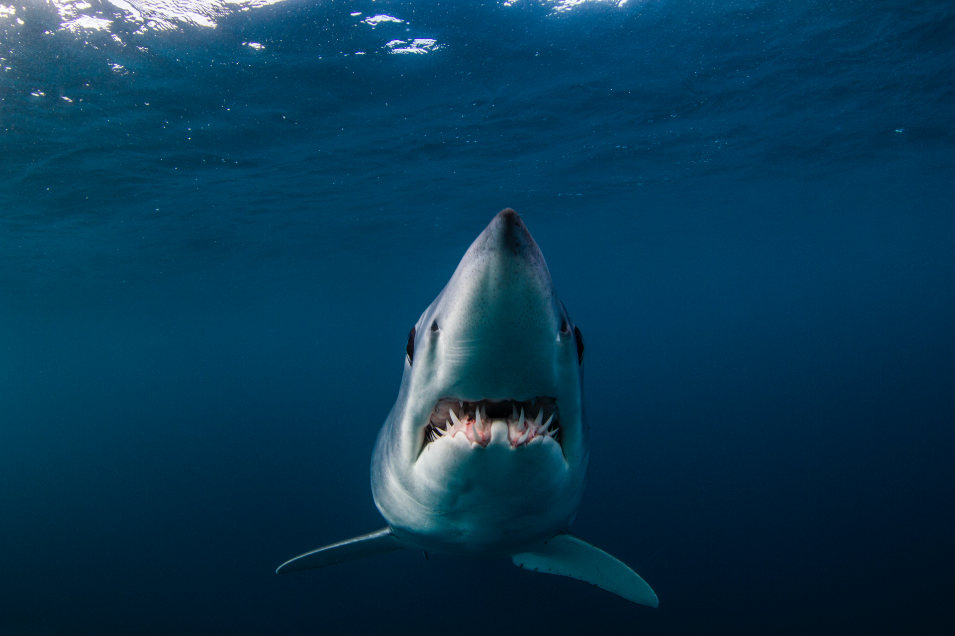Saving The Mako Shark Gold Coast Dive Adventures
